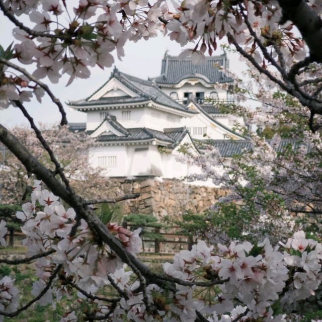 🌸速搶！大阪限定櫻花盛宴，錯過再等一年