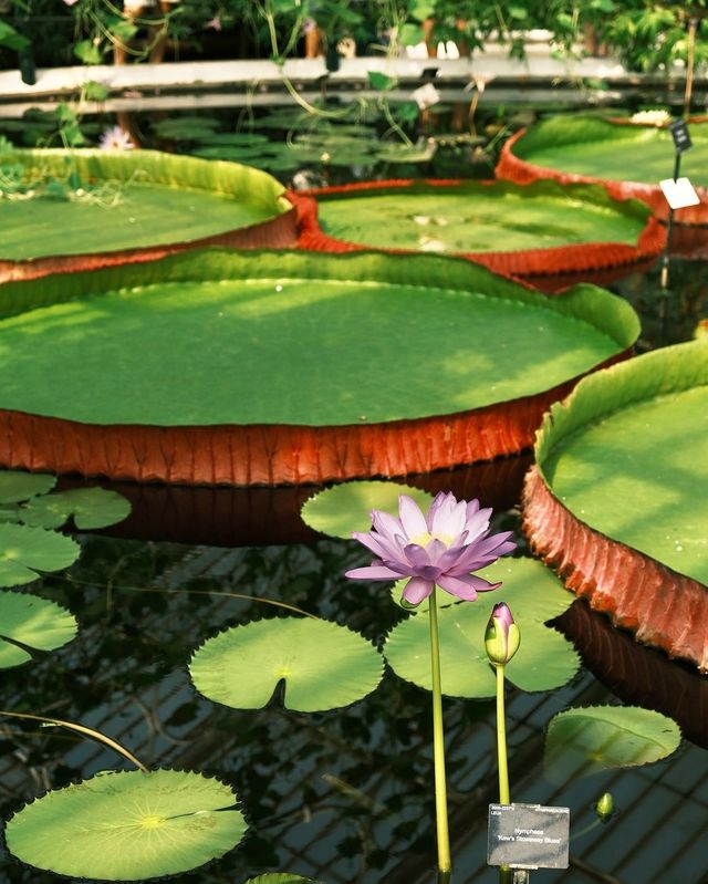 Explore Kew Gardens in London for a Relaxing Solo Adventure
