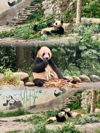 清明2日遊雅安 超齊全攻略來嘍