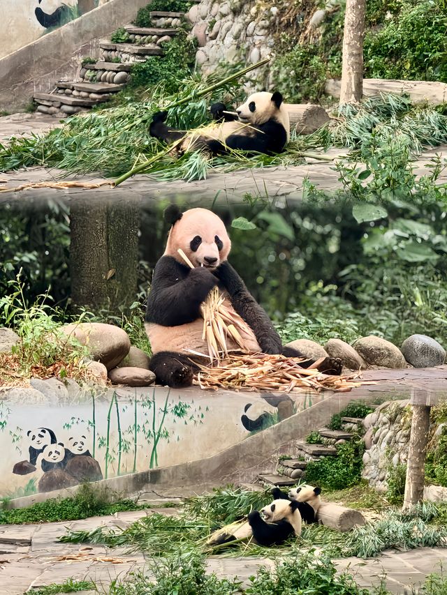 清明2日遊雅安 超齊全攻略來嘍