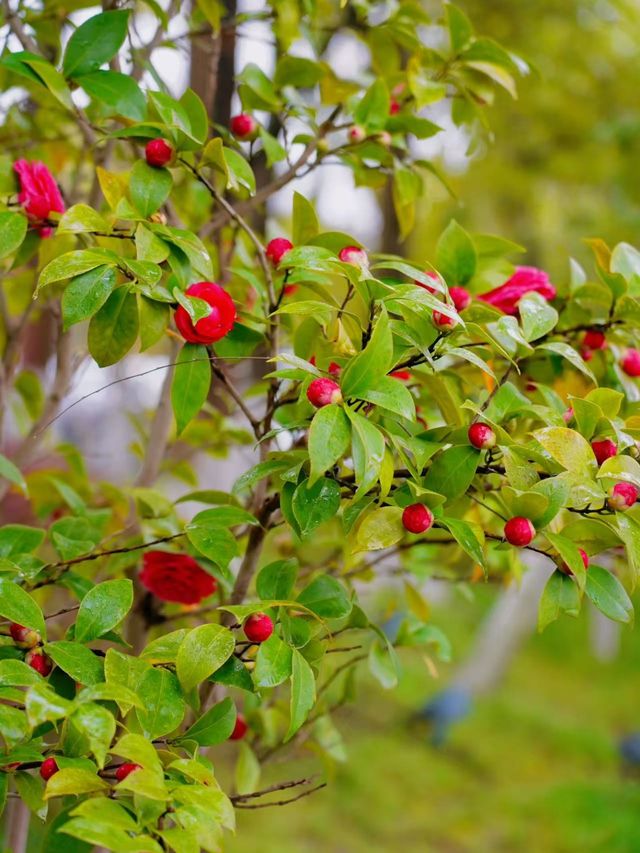 杭州青芝塢賞桃花週末攻略來啦