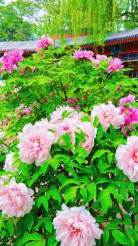 北京賞花全攻略…花王盛宴直接美到心坎了