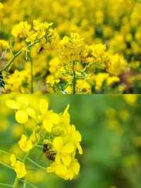 佳期已到！快來信陽明港賞油菜花！