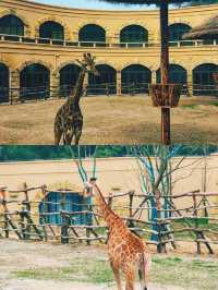 趣遊三峽長頸鹿樂園，邂逅萌寵萌動瞬間