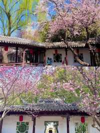 3.23實況，紫竹院杏梅真係好靚🌸
