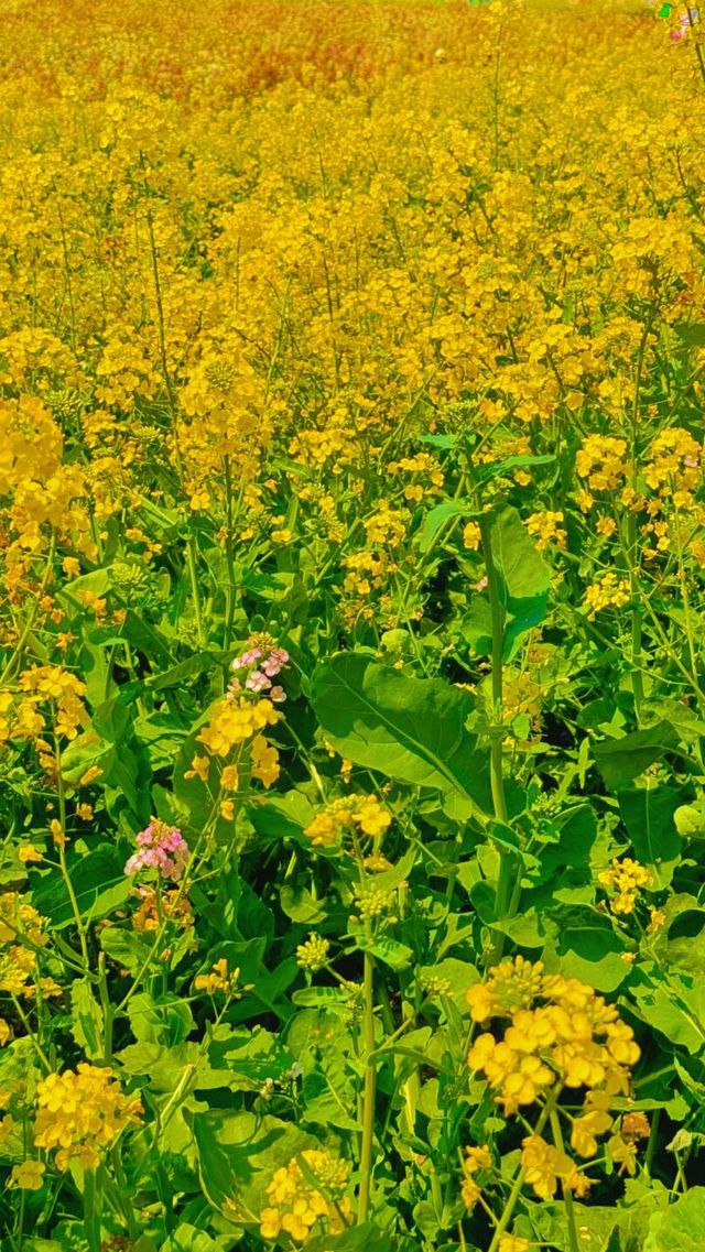 《南昌賞油菜花，最佳地點是哪裡？》