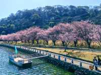 在日本四國德島中央公園欣賞櫻花