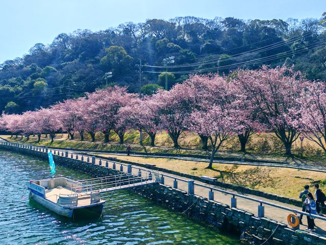 在日本四國德島中央公園欣賞櫻花