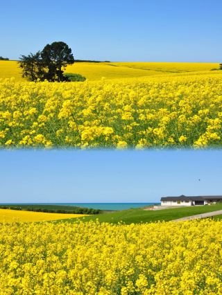 Must-Visit South Island! Tried and Tested Guide