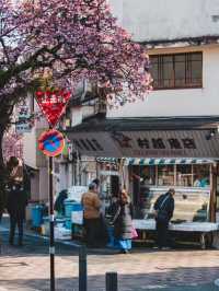 日本賞櫻🌸多條路線攻略請收好