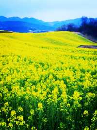 漢中油菜花花海春季賞花攻略：金色波浪中的詩意生活