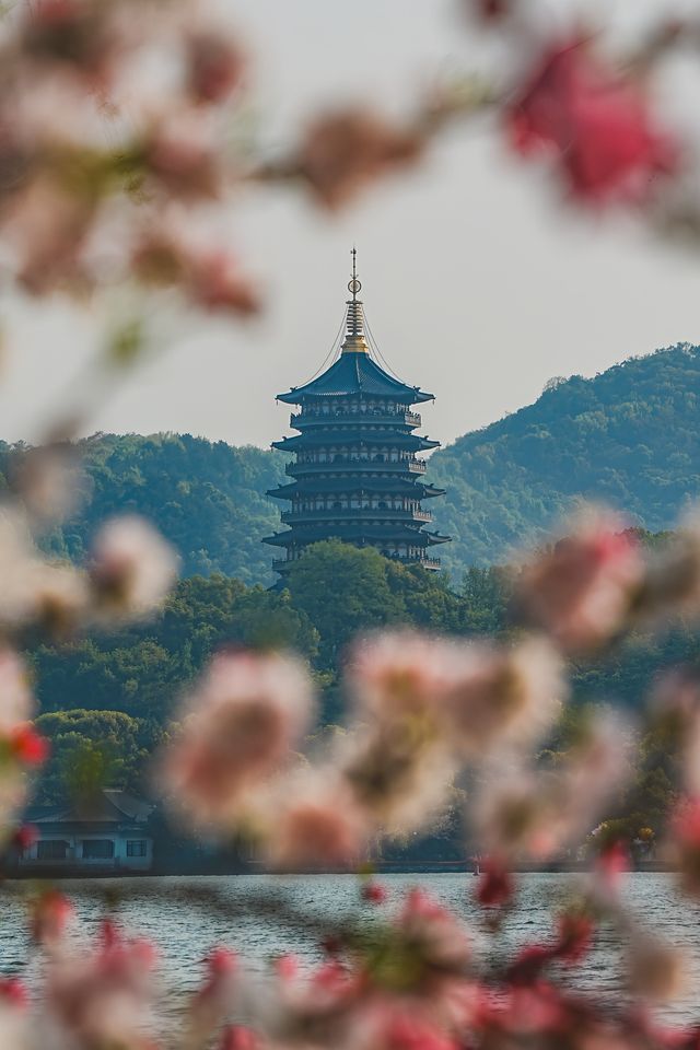 來自春天的明信片：杭州柳浪聞鶯賞花攻略