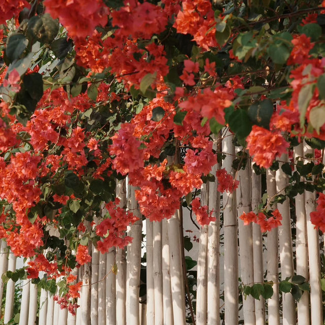 珠海白石街 | 邂逅一片熱烈的三角梅🌺