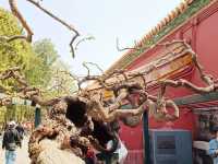 Imperial Gardens of China: A Glimpse into Nature and Harmony