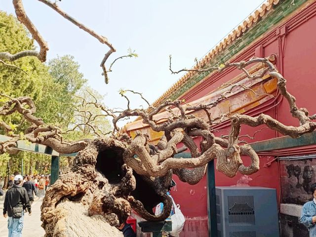 Imperial Gardens of China: A Glimpse into Nature and Harmony
