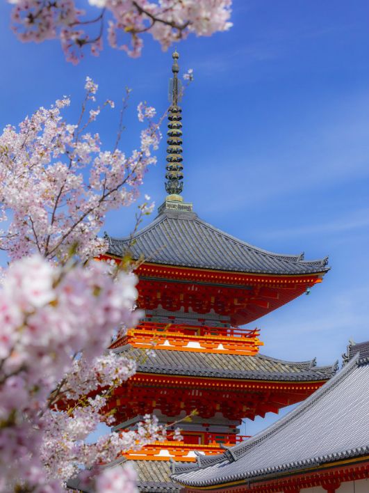 Dive Into Kyoto’s Cherry Blossom Magic for Spring Romance 🌸