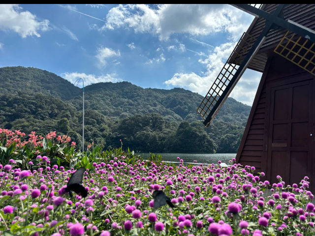 🌿 真實無濾鏡｜石門國家森林公園實況速報  
