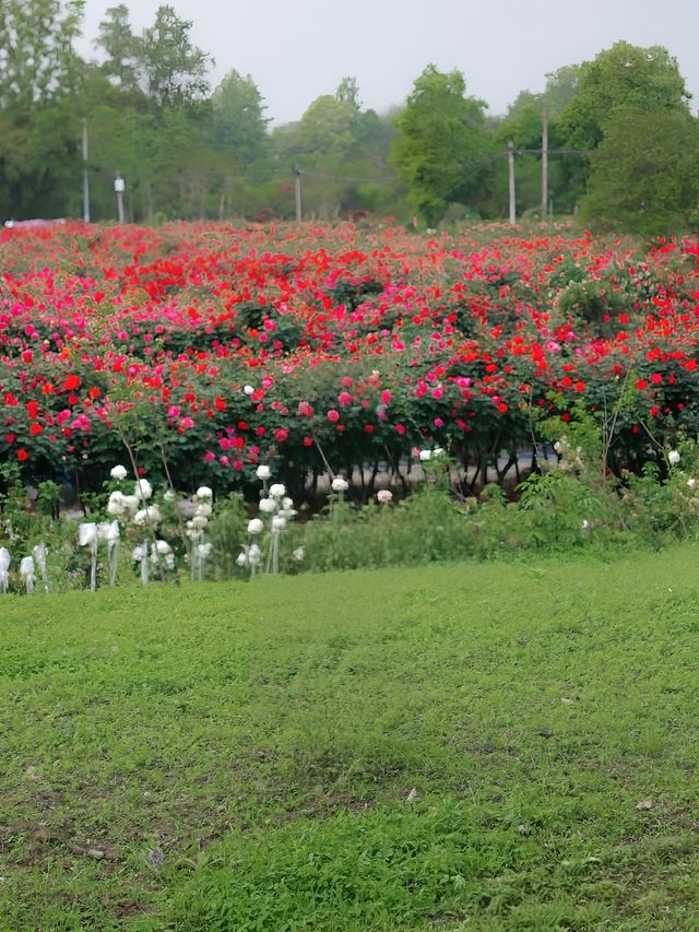 花海玫瑰花