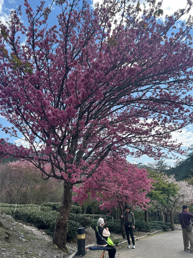 台中武陵農場！搶閘捉住粉紅櫻花尾班車🌸