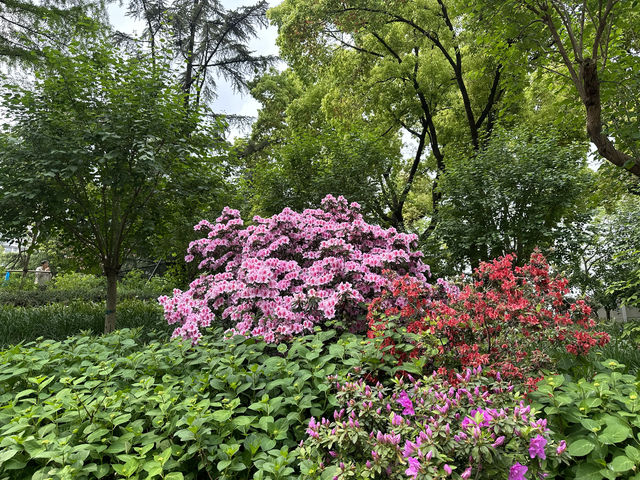 輔德里公園—疊石瀑布、杜鵑花海