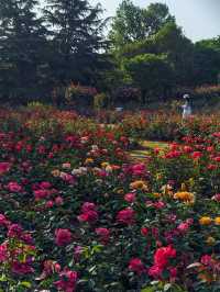鄭州月季公園詳細旅遊攻略