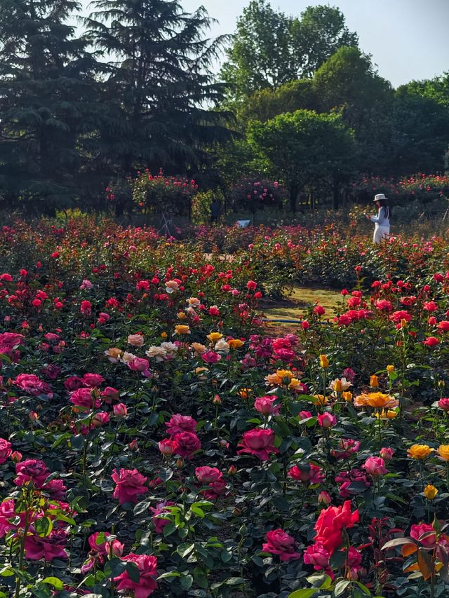 鄭州月季公園詳細旅遊攻略
