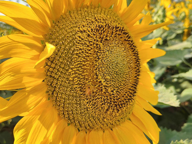 🌻揚州半邊灣向日葵花海浪漫邂逅