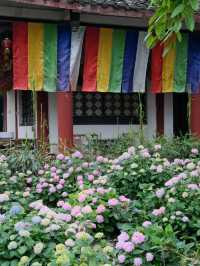 🌸孝泉延祚寺｜邂逅繡球花海與靈鹿的浪漫傳奇🌸