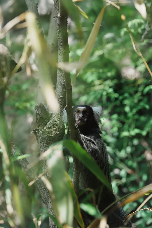 請收好這份限定攻略｜南京紅山森林動物園