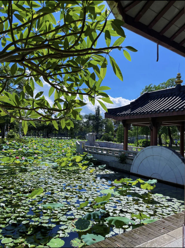 夏日限定惠州豐渚園荷花拍照天花板！