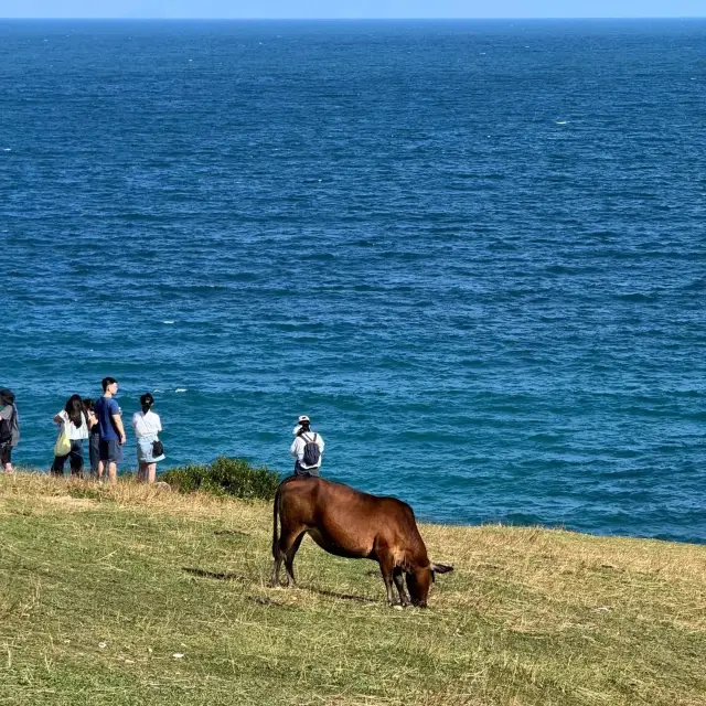 📍【塔門島｜帶定港紙同八達通先！】