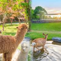 安吉2天1夜治癒之旅｜餵鹿撸羊·山野手作·南法花園，朋友圈被問到爆！  冇諗到喺杭州自駕1.5h嘅
