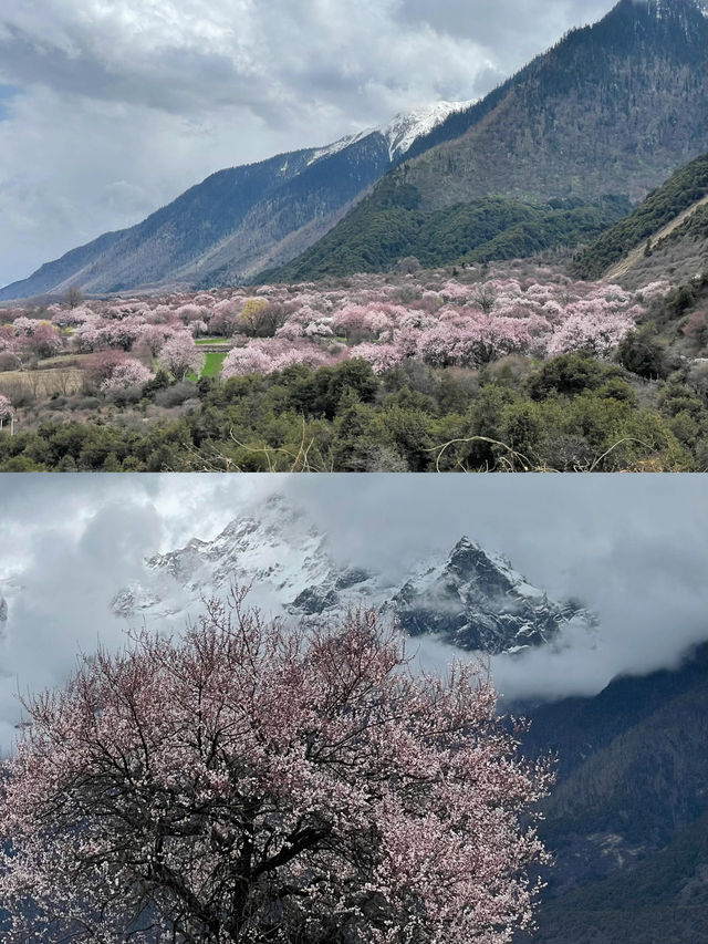 波密桃花溝：邂逅一場春日嘅粉色浪漫