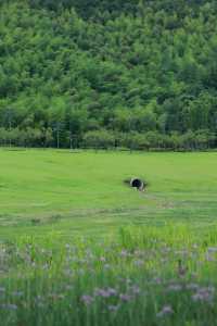 誤入寧波小「阿勒泰」 城市邊緣的野性浪漫