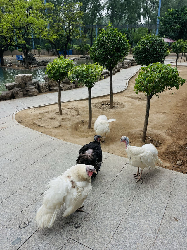 《太原》森林公園