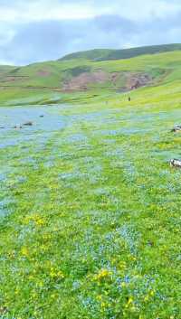 「東川二海草原：昆明北境的隱秘綠野仙蹤」