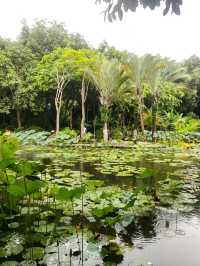 雨後嘅西雙版納中科院植物園