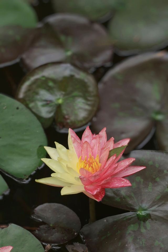攀枝花夏日限定！探索荷花池邊的罕見双色蓮秘境🌺