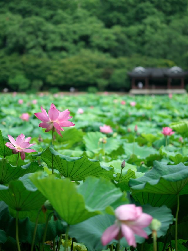 西湖嘅夏天真係正到爆