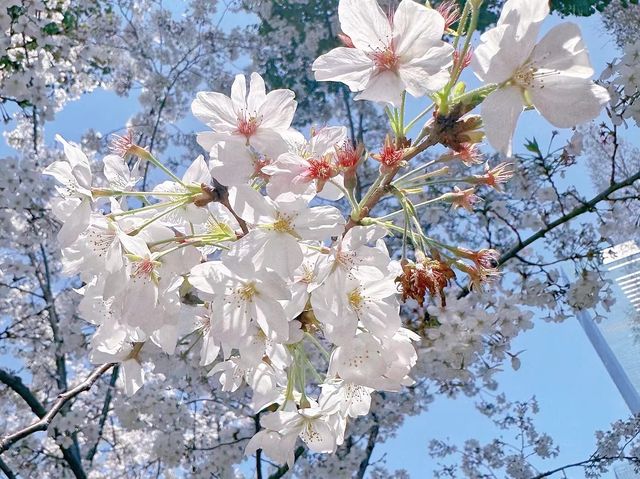 無錫嘅櫻花季真係靚到爆～