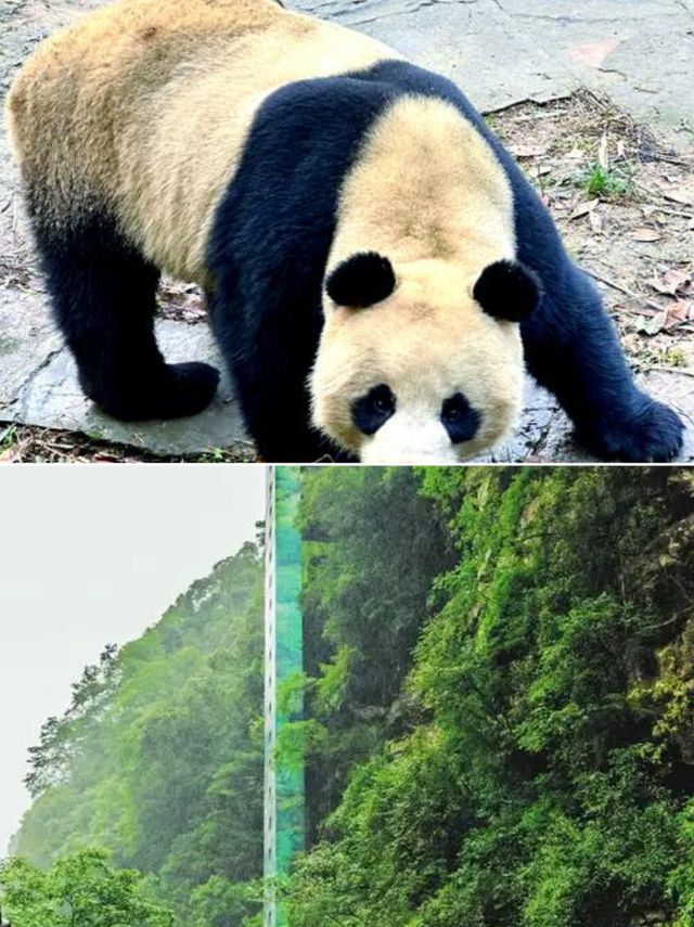 碧峰峽避暑懶人包 23℃過夏天超舒服