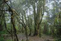 23℃毛毛球森林徒步避暑！拍出森系大片