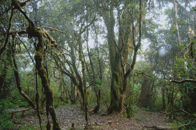 23℃毛毛球森林徒步避暑！拍出森系大片