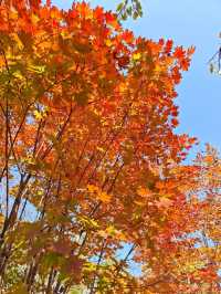 五女山秋：紅葉雲海，遼東秘境