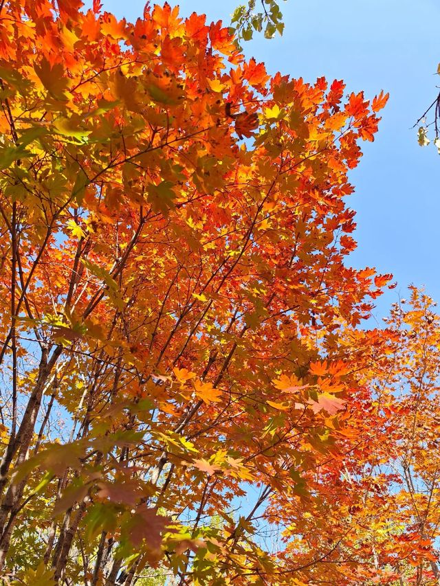 五女山秋：紅葉雲海，遼東秘境