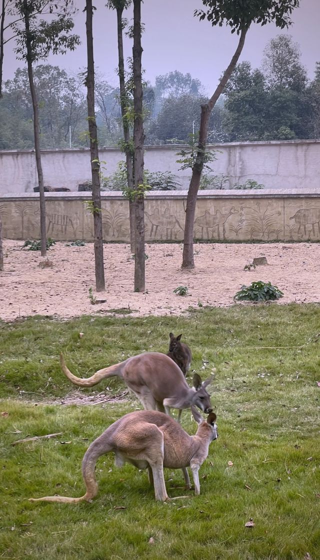 2千元3天玩轉常德動物園|這份超全攻略請查收! 2千元3天玩轉常德動物園|這份超全攻略請查收!