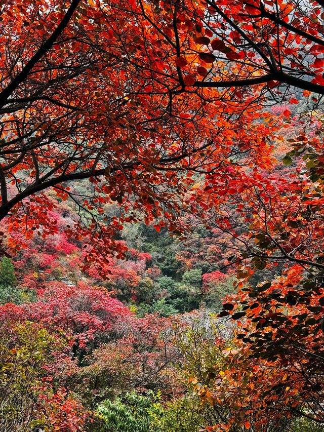 石門坊賞紅葉，邂逅秋日浪漫