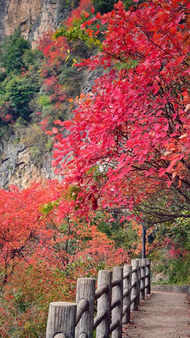 吐血整理三峽紅楓一日遊攻略巫山紅葉美哭我