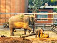 濟南動物園新晉頂流！2個月的小象寶寶必看，治癒一切不開心！