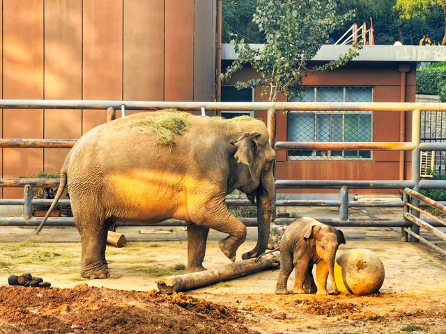 濟南動物園新晉頂流！2個月的小象寶寶必看，治癒一切不開心！